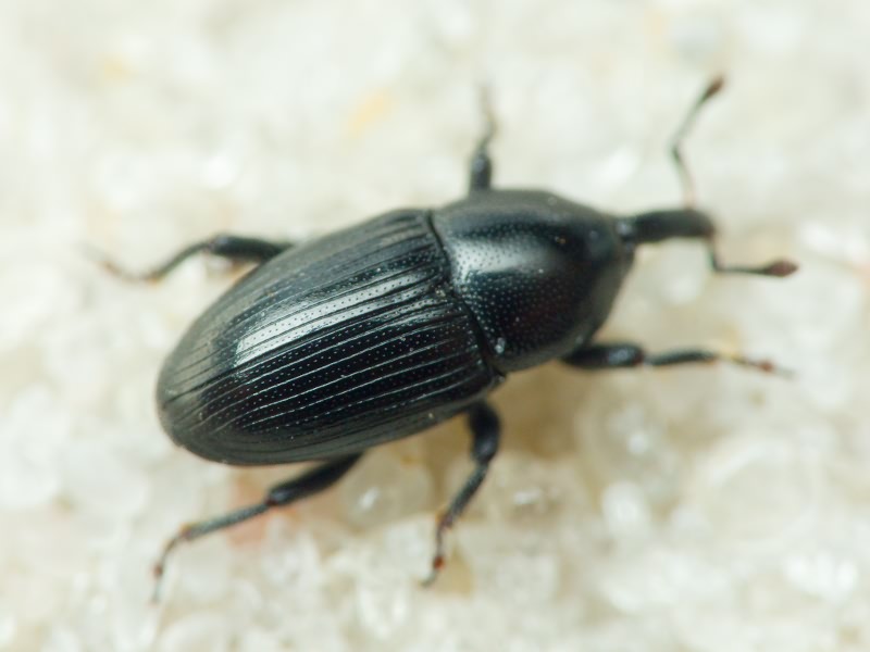 Melanobaris laticollis (Marsham, 1802)